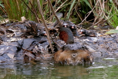 ちびカイツブリ