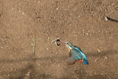 捕れた２ 鮎で～す