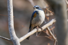 ルリビタキ君２