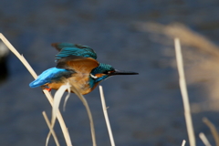 今日のカワ男君