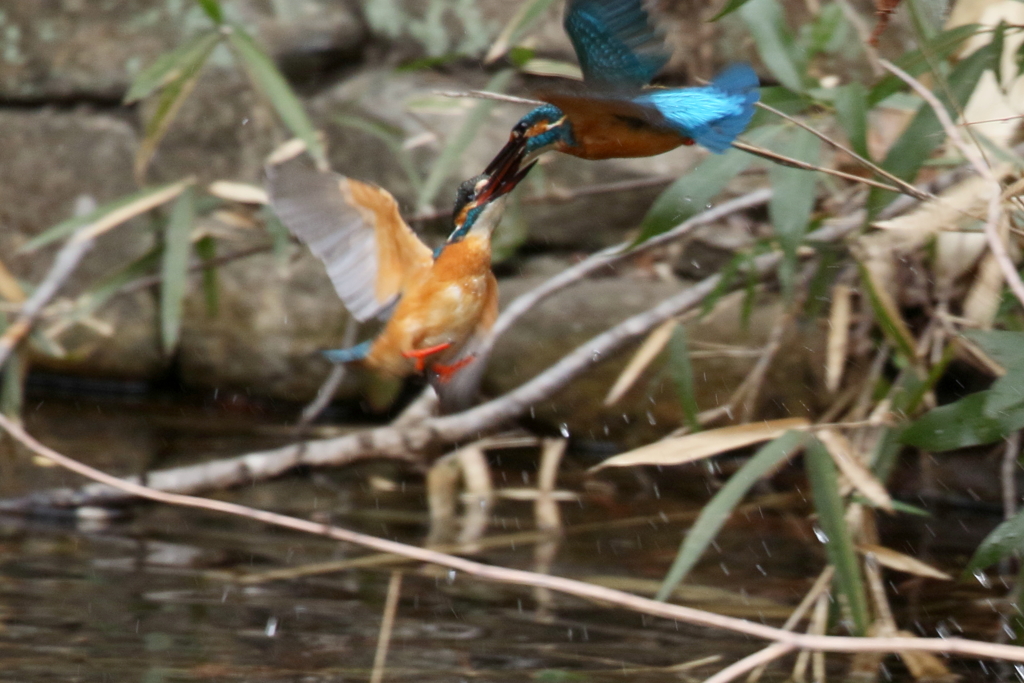 あ～はじまった