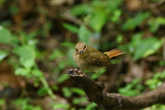 キビママ