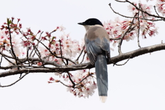 桜オナガ