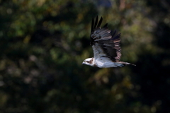 ミサゴさん１３