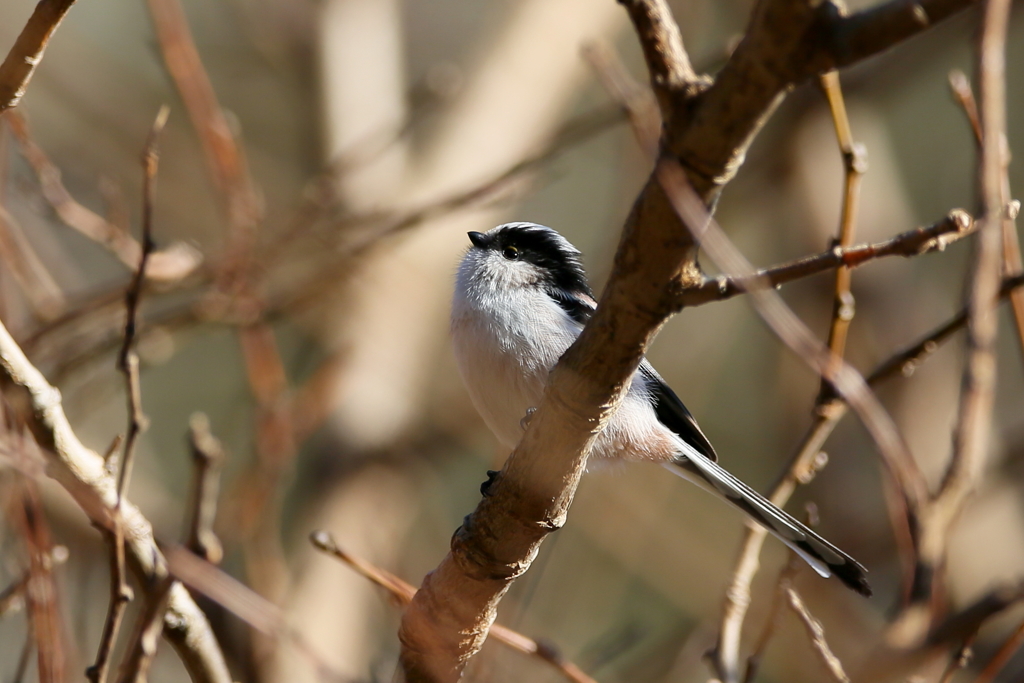 エナガちゃん２
