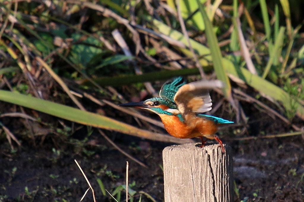 今日のカワ男君