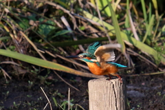 今日のカワ男君