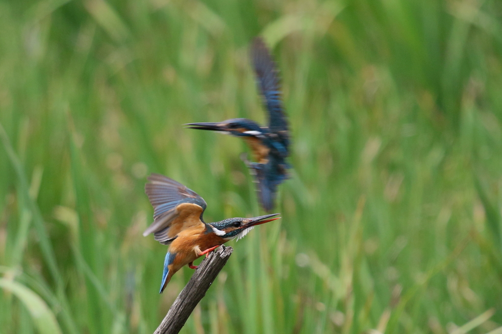 とおちゃん、かあちゃん
