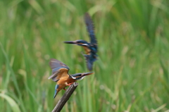 とおちゃん、かあちゃん