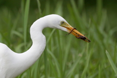 喰わんでくれ～