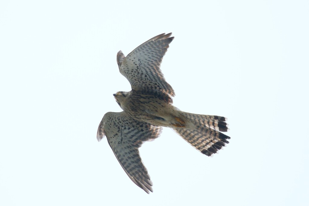 チョウさんママ２