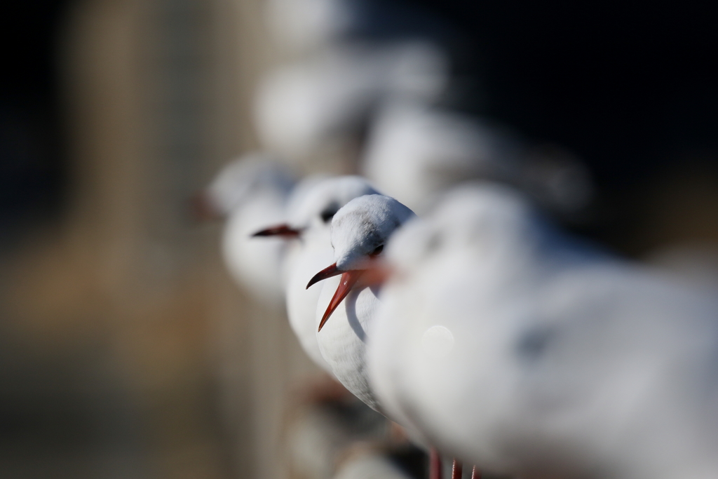 ユリカモメさん達