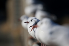 ユリカモメさん達