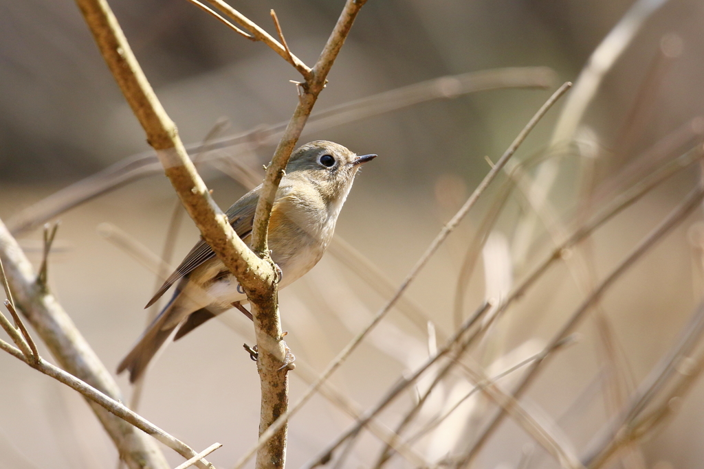 ルリお嬢さん２