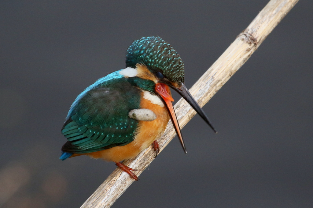 カワ君　ペリット