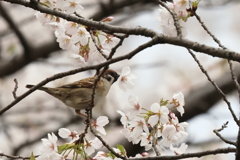0Y9A4153.JPG-1