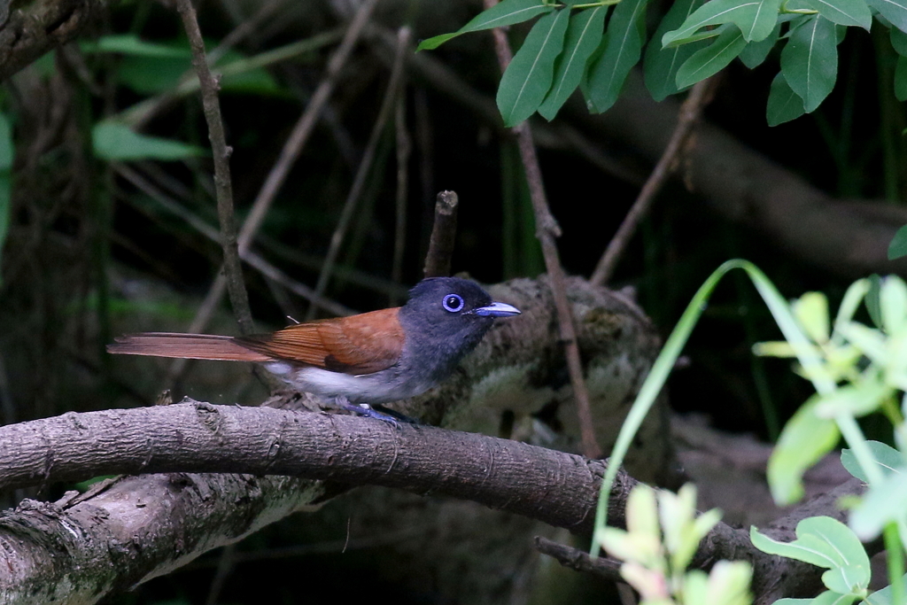 サンコウチョウさん２