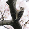 コゲラと桜