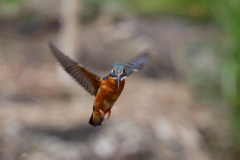 カワ子ちゃんホバ３