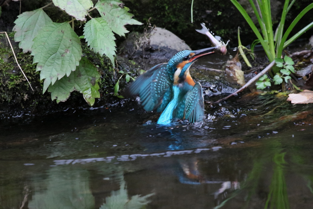 やっと撮れました