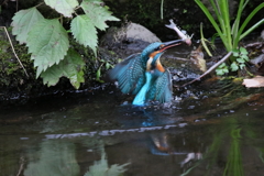 やっと撮れました