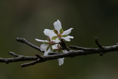 サクラ狂い咲き