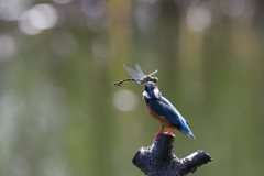 青い止まり木３