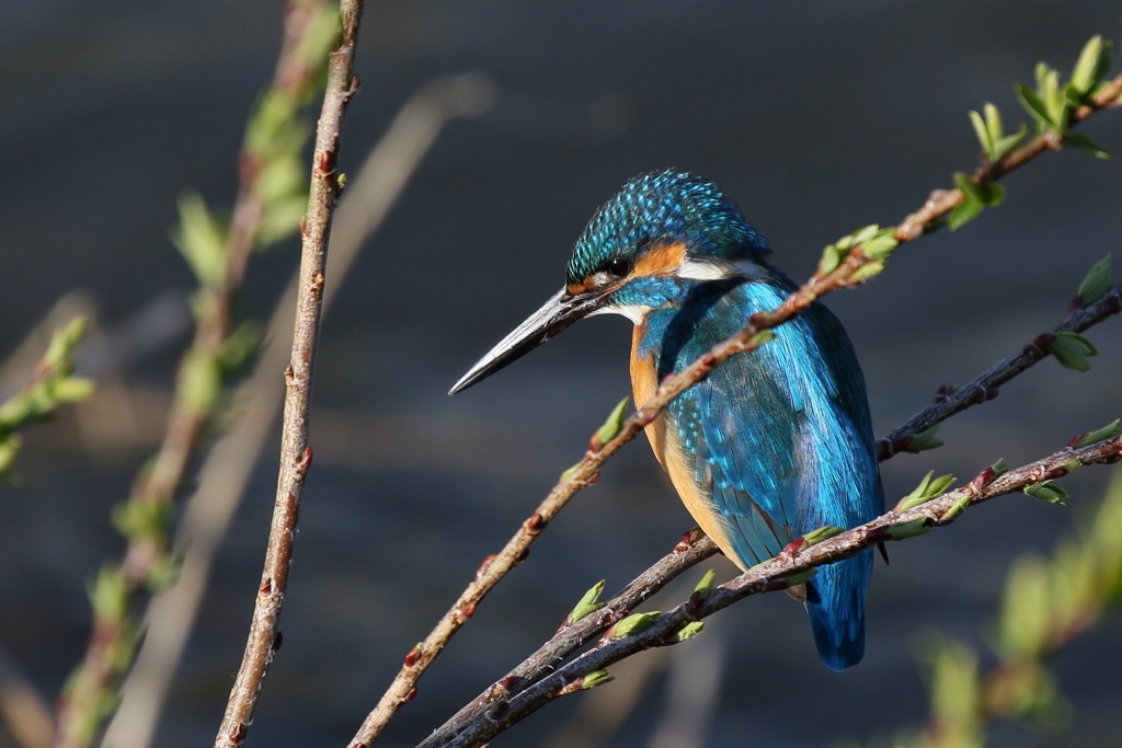 コバルトブルー