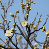 梅