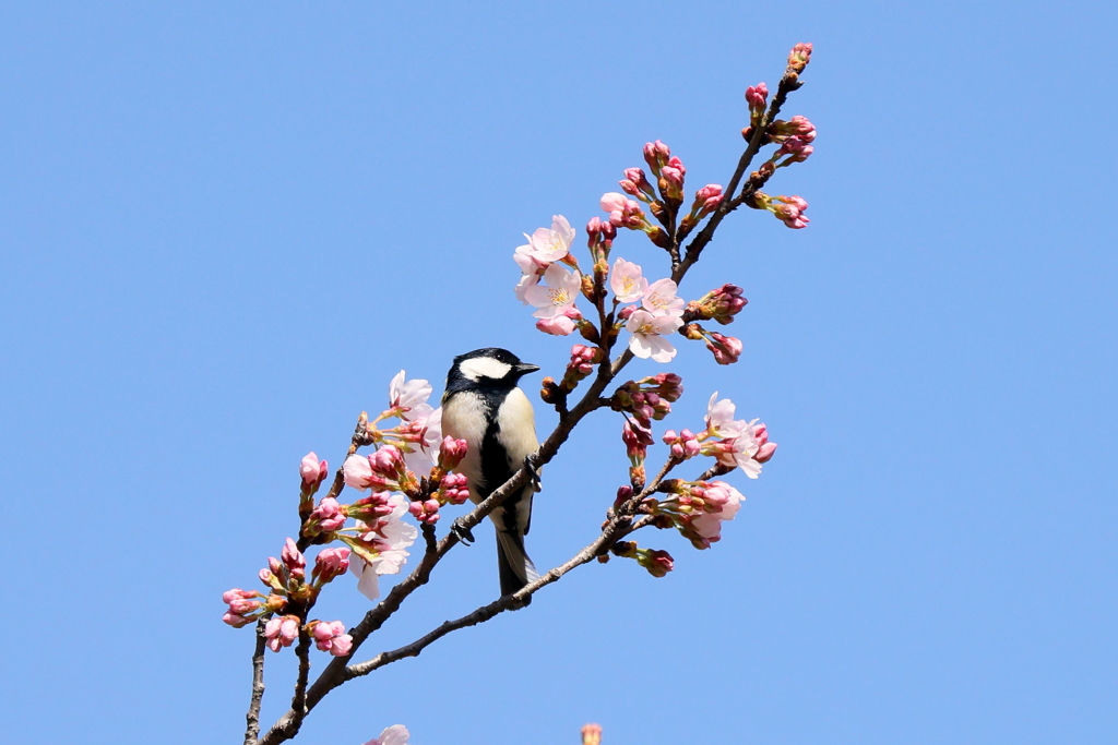 桜シジュウカラ