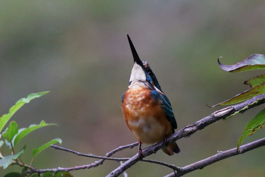 見上げてーごらん♪