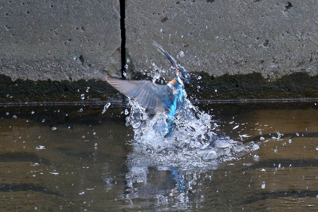 パパの水浴び