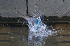 パパの水浴び