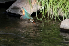 お魚捕り１　
