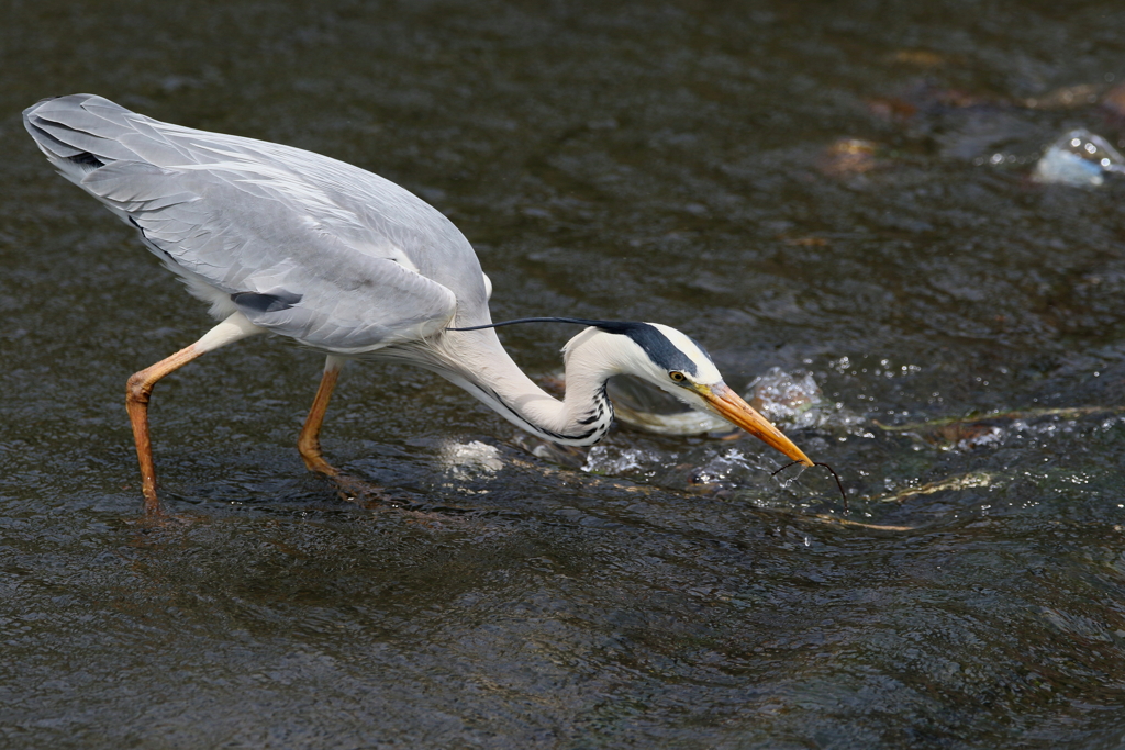 アオサギさん１