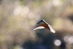 今日のホバの助