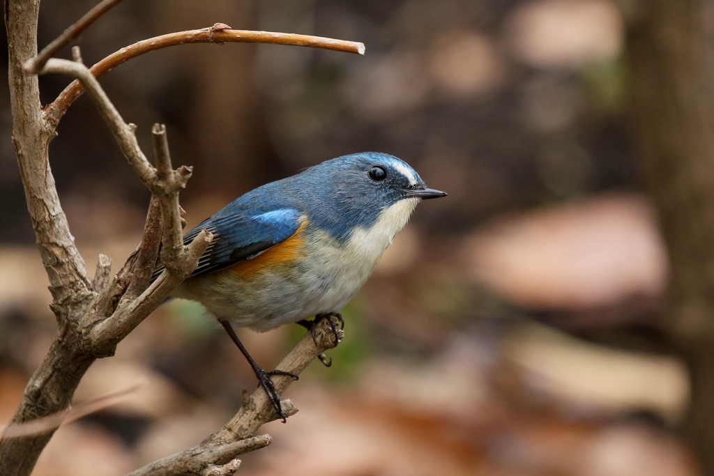 今日のルリ男君２