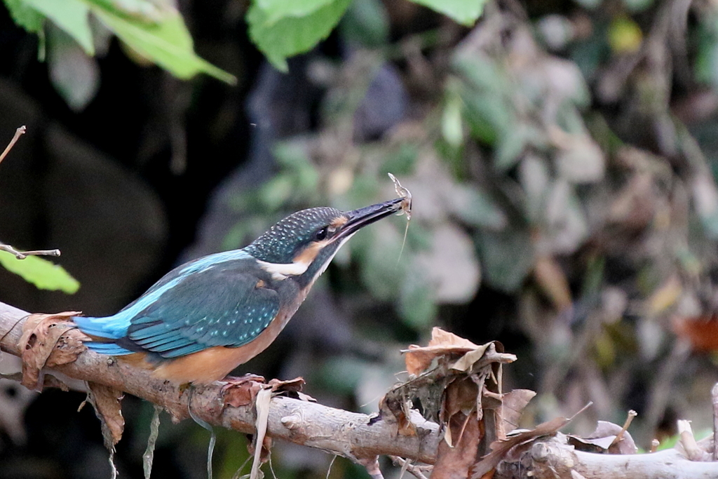 今日のチビカワ