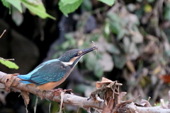 今日のチビカワ