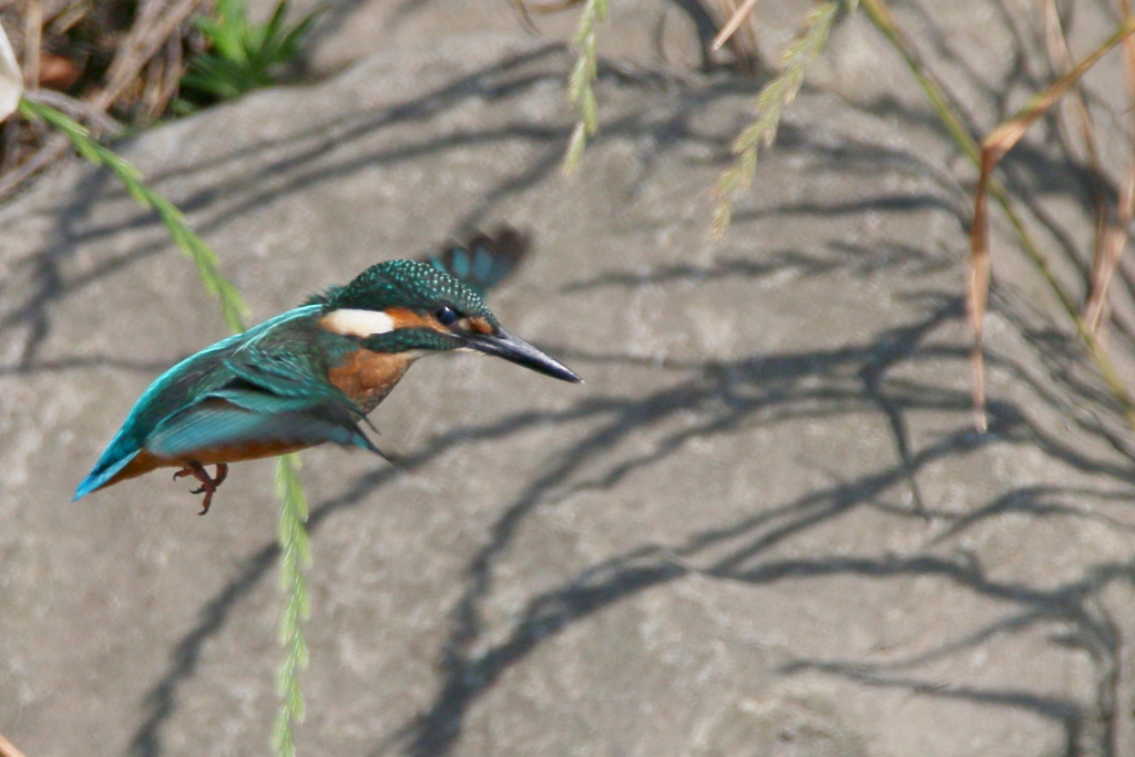 チビカワ１号　３