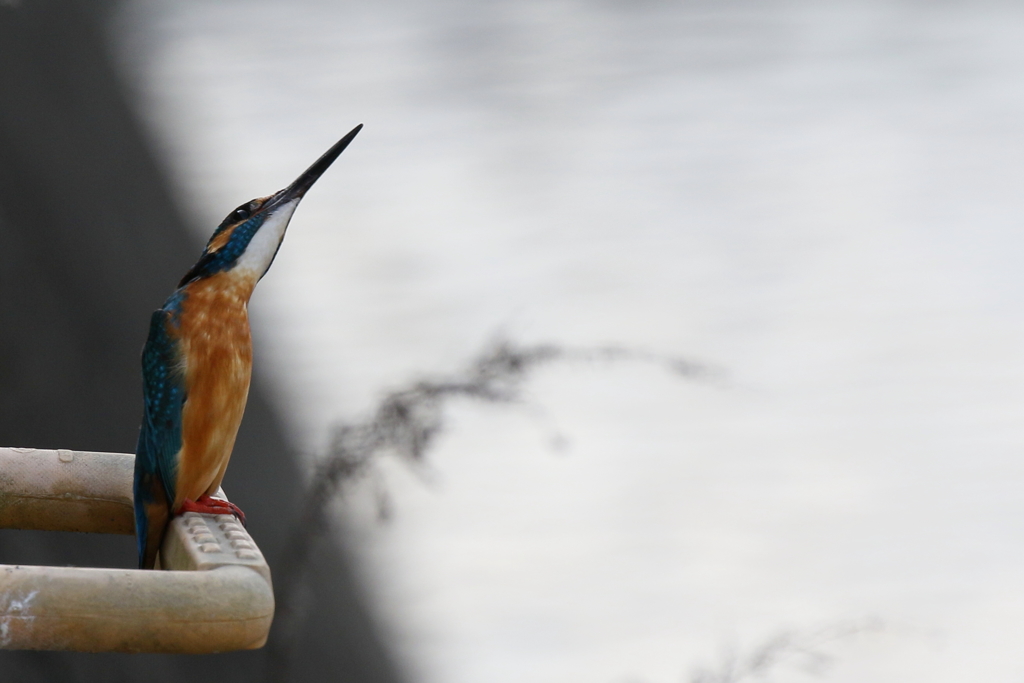 今日のカワ男君