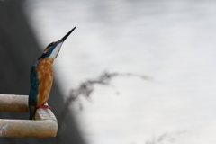 今日のカワ男君