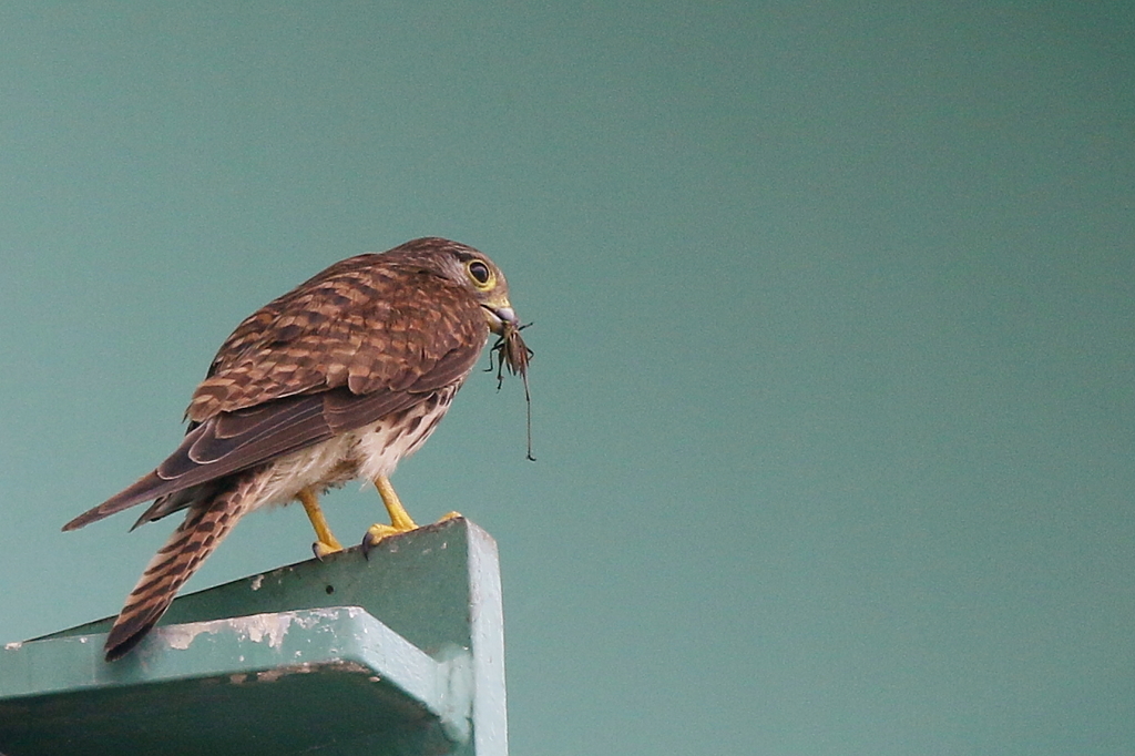 チョウゲンママ２