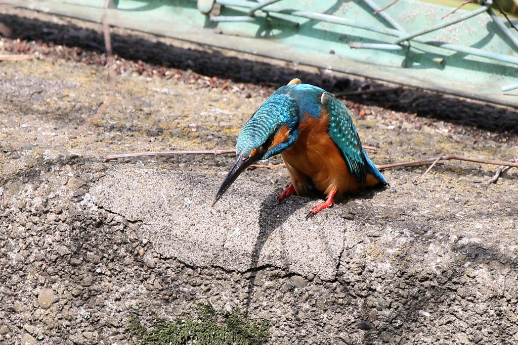 縄張りポーズ２