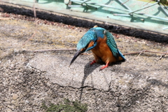 縄張りポーズ２