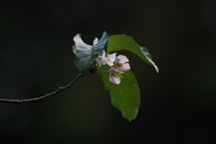 秋、桜