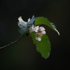 秋、桜