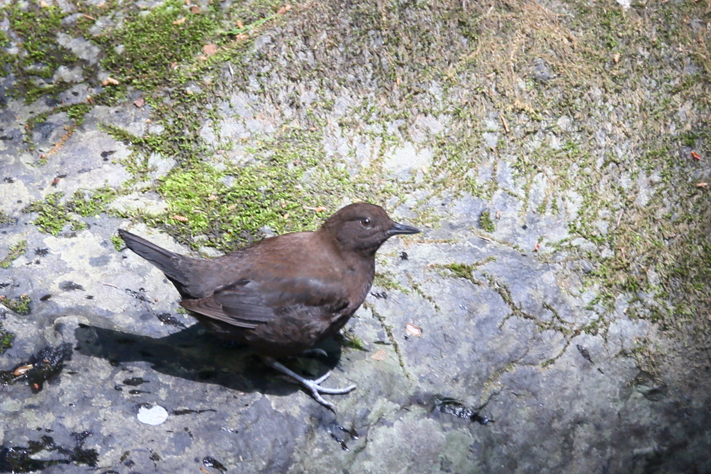 カワガラスさん２