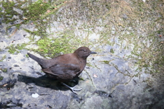 カワガラスさん２