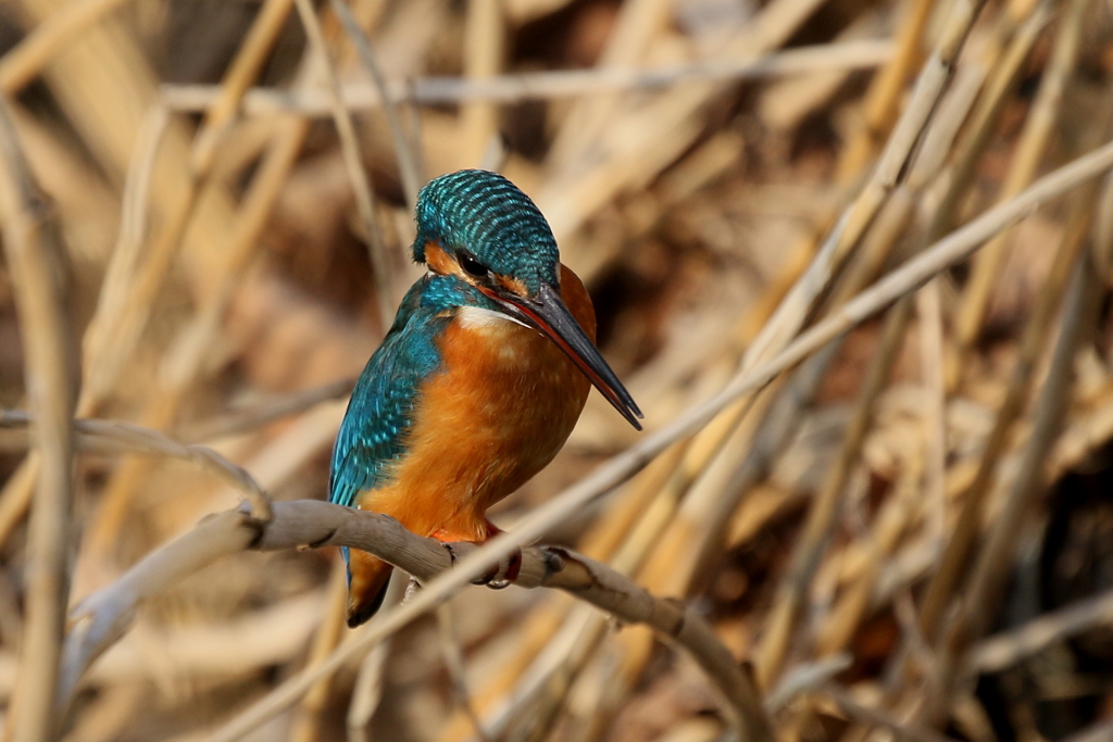 今日のカワ男君